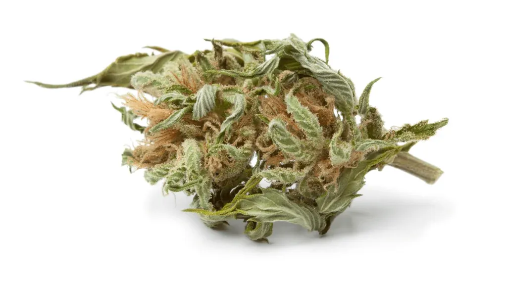 marjiuana bud