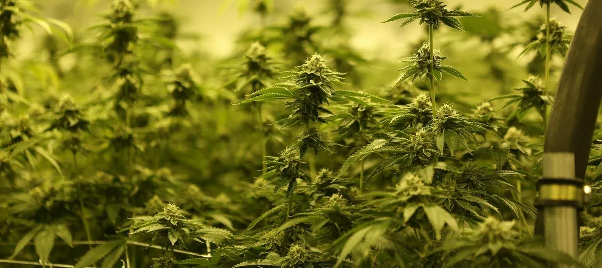 How to Find The Best Dispensary in Alameda