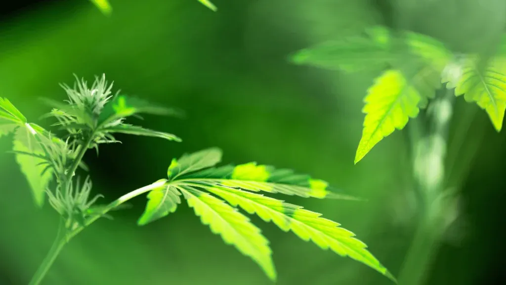 Your Guide To Cannabis Reclaim