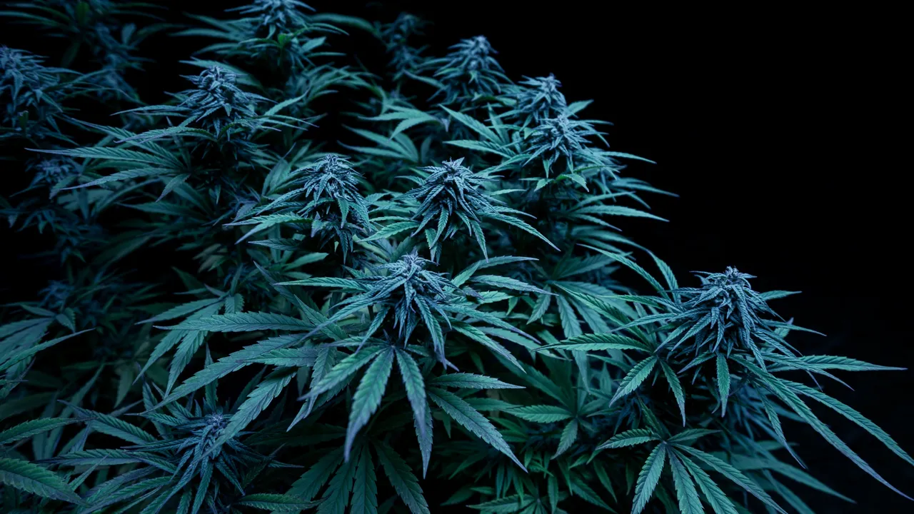 blue weed strains blue dream plants