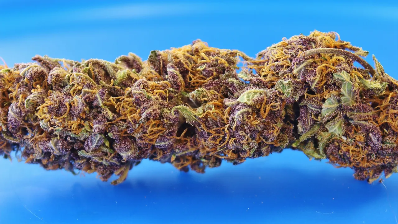 Purple cannabis bud on blue background