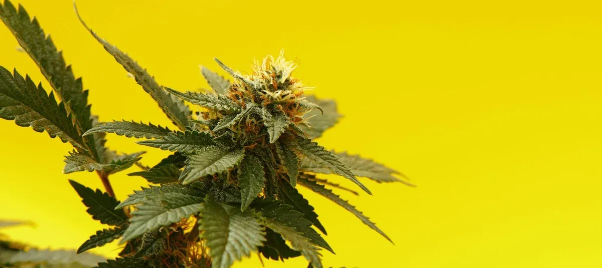 What Are Moon Rocks And How Do You Smoke Them?