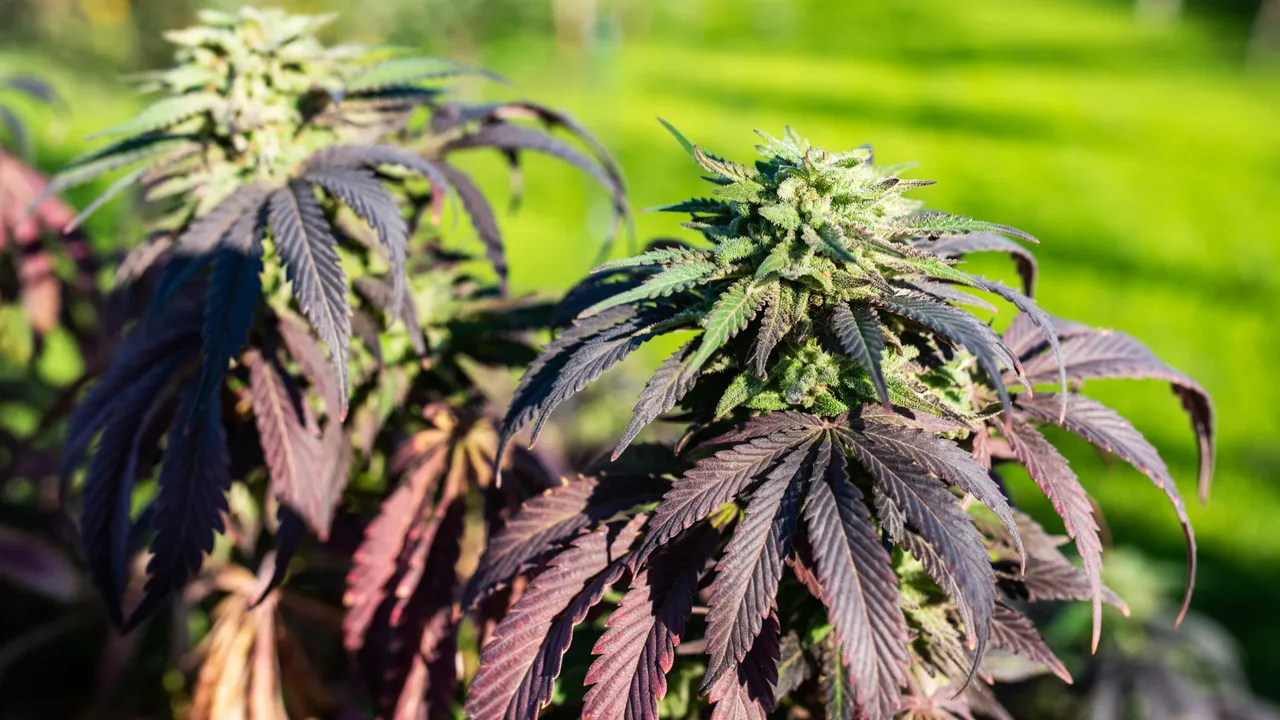 indoor vs outdoor weed: sungrown cannabis plants