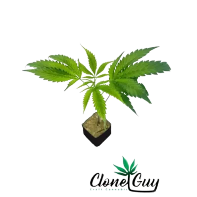 Bolo Super Runtz Clone 1EA