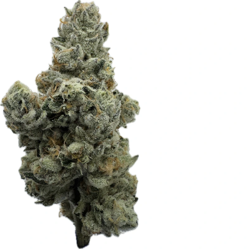 FLOWER [7G] BLOO SLOOSHY - 7 G product image