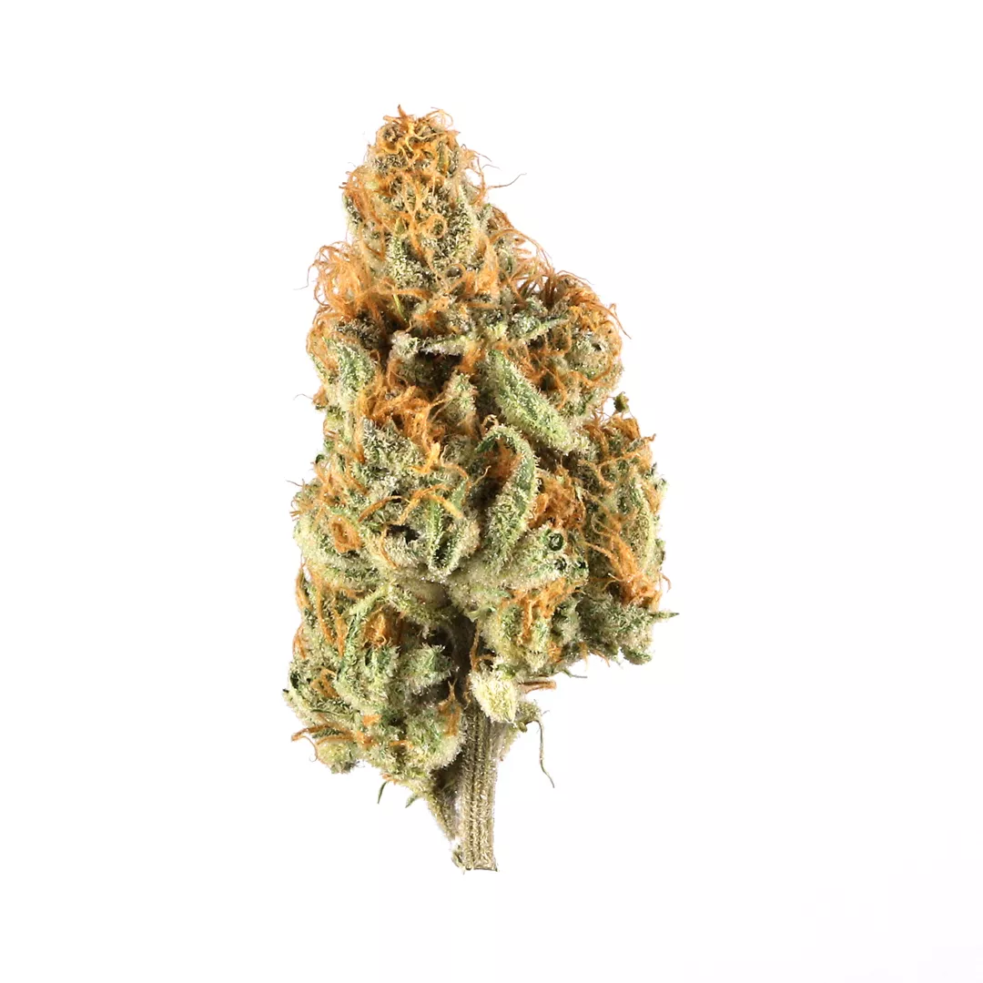 FLOWER [3.5G] MOTORBREATH