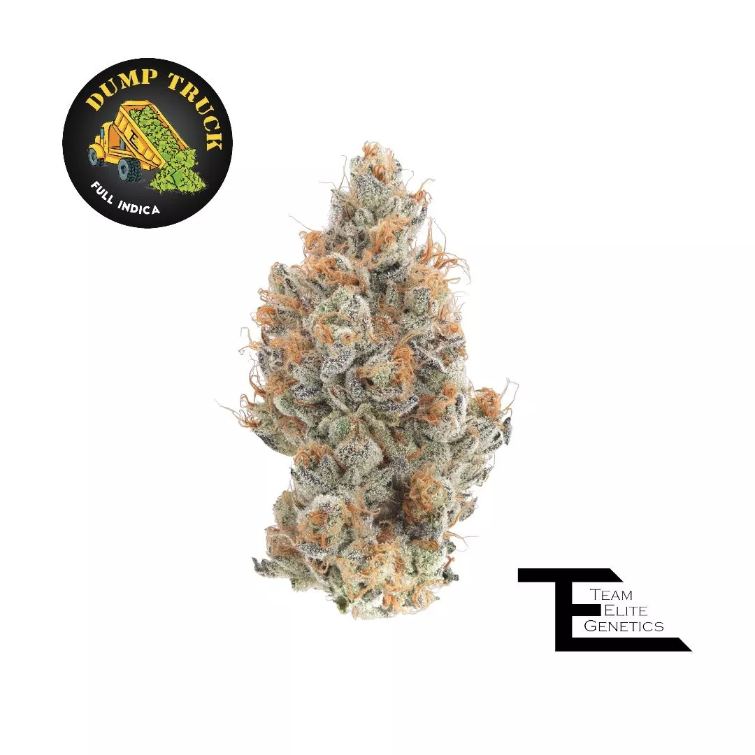 PURPLE DUMP TRUCK 3.5G